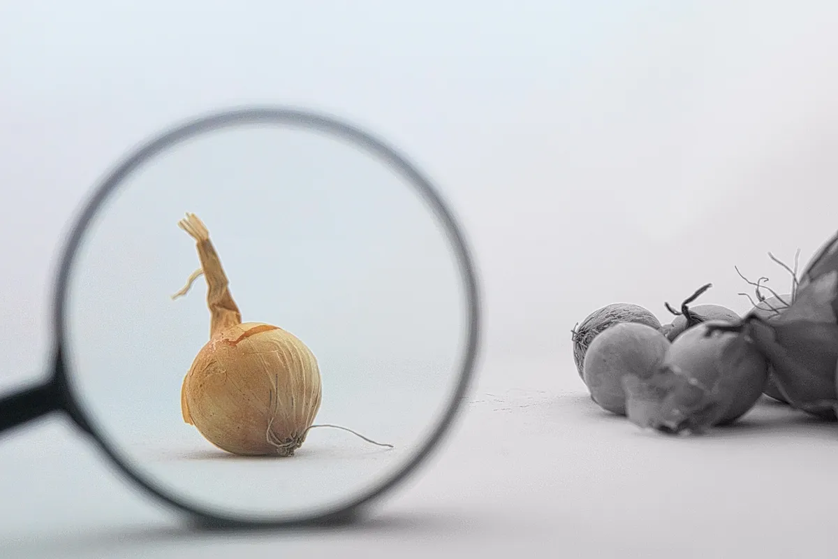 Une loupe isolant un oignon parmi des objets flous ; une métaphore visuelle de la façon dont la détection d'objets se concentre sur l'essentiel